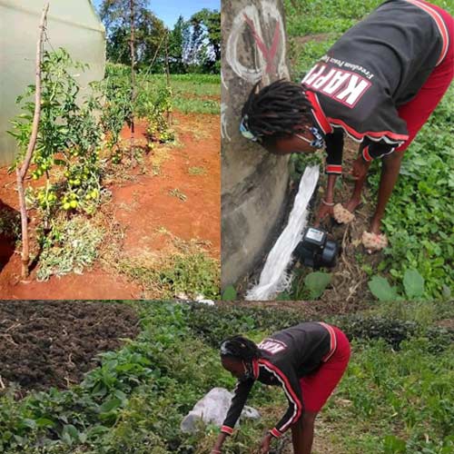 Maureen Karimi Mutuma, Dayliff DDP60 Pump